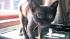 This is Owen, a 14-week-old Burmese kitten, who...