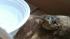 This is Toadbert. Parker and Paige Herman,...