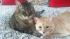 Nydia Hans cats. Pokys on the left..  Alis on...