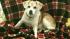 This is Sava, beloved doggie of Action News...