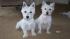 These are Leslies doggies both all grown up West...