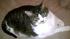 This is Moe, beloved cat of Stacy Silver from...