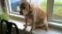 Shannon Keowns doggie Tristan keeps an eye on...