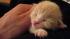 Linus when he was a baby.