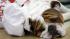 Beautiful Bulldog competition