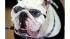 Beautiful Bulldog competition