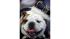 Beautiful Bulldog competition