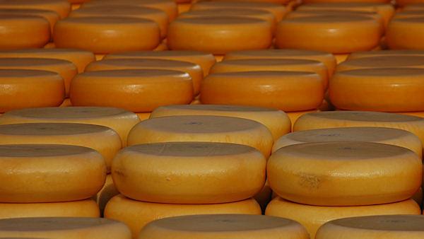 Fat fighting foods - Cheese