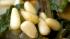 Fat fighting foods - Pine Nuts