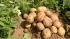 Fat fighting foods - Potatoes