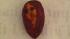 According to Bob Kauffman: The almond is totally...