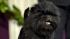 Banana Joe, an Affenpinscher and winner of the...
