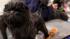Banana Joe, an affenpinscher, owned by Zoila...