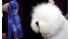Swagger, an Old English Sheep Dog, is posed for...