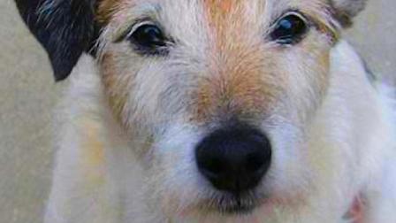 This is Jack, the Jack Russell terrier that swallowed 111 pennies. The 13-year-old poochs owner rushed him to a Manhattan veterinarian for emergency surgery Friday March 9, 2013 and doctors put him under anesthesia and methodically removed all 111 coins.