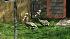 Bird Training - Glutton and Scylla the pelicans :: Wild about the Zoo