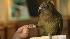 Bird Training - Maui the Kea :: Wild About the Zoo