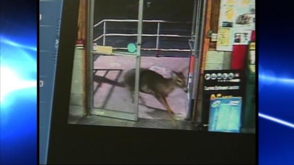 Deer make run on beer store