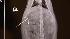 Needle found inside a dog