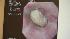 Chunks of rawhide bone stuck in dogs esophagus