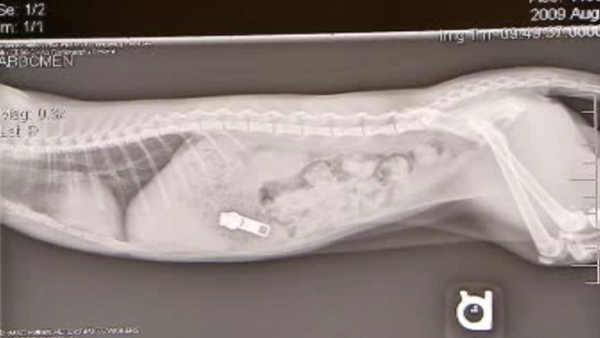 Zipper inside a cat