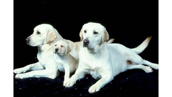 AKC's Top Dogs of 2009