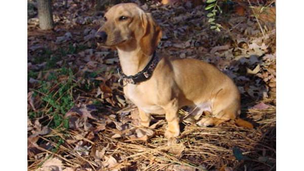 AKC's Top Dogs of 2009