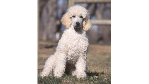 AKC's Top Dogs of 2009