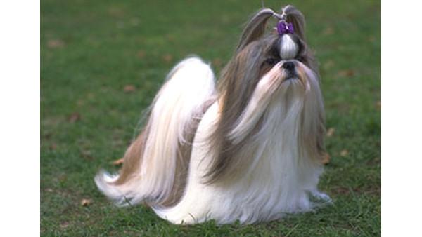 AKC's Top Dogs of 2009