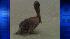 How oil spill is affecting birds ::