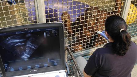 In this Thursday, Feb. 23, 2012 photo, a worker gives a cardiac ultrasound to 9-year-old orangutan named Satu, at Zoo Atlanta, in Atlanta. A groundbreaking national project housed at Zoo Atlanta is researching heart disease in orangutans through the worlds first awake ultrasounds on the rust-colored apes.