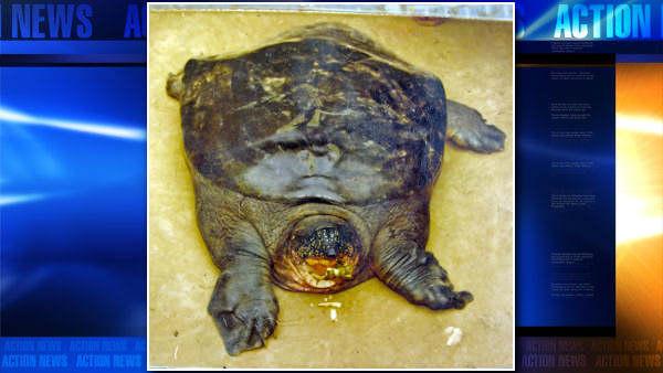 Rare turtle found
