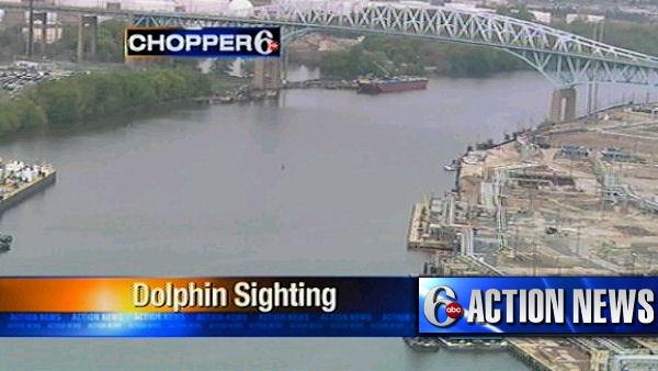 Dolphin sighting
