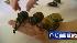 Beetles found in U.S. Mail