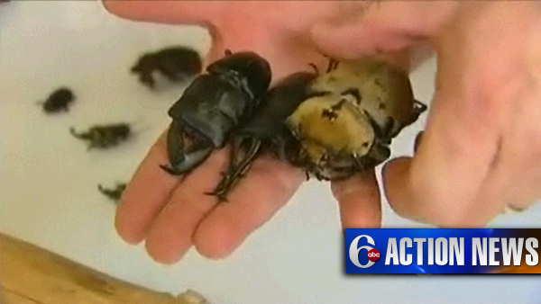 Beetles found in U.S. Mail