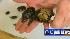 Beetles found in U.S. Mail