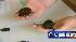 Beetles found in U.S. Mail