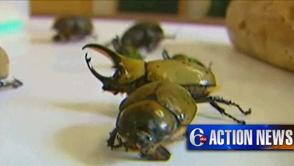Beetles found in U.S. Mail