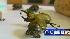 Beetles found in U.S. Mail