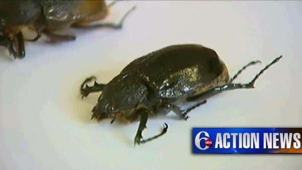 Beetles found in U.S. Mail