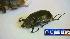 Beetles found in U.S. Mail
