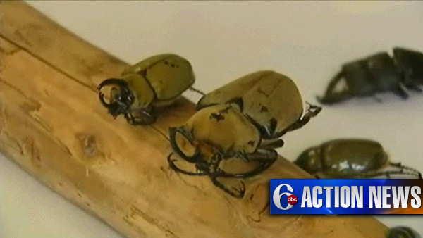 Beetles found in U.S. Mail