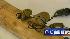 Beetles found in U.S. Mail