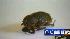 Beetles found in U.S. Mail