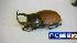 Beetles found in U.S. Mail