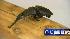 Beetles found in U.S. Mail