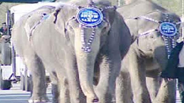 A coalition of animal welfare groups says it has
evidence that Ringling Bros. circus elephants are sometimes chained
for days at a time.