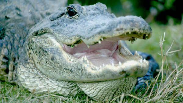 A 60-pound alligator was captured from beneath a parked car in Hyannis, Massachusetts.