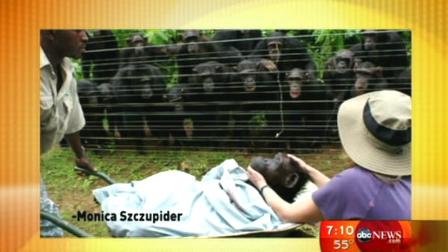 Chimps grieving