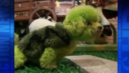 Dyed-dog craze sweeps China